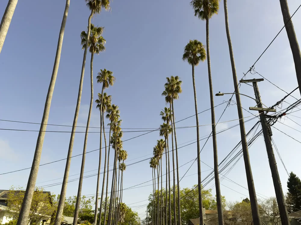 画像に alt 属性が指定されていません。ファイル名: 5-Rosefield-CF011602.webp